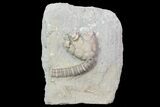 Bargain, Cyathocrinites Crinoid Fossil - Crawfordsville, Indiana #68489-1